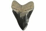 Serrated, Fossil Megalodon Tooth - Georgia #89792-1
